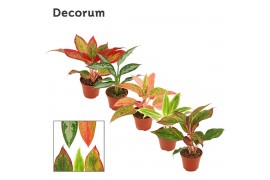 Aglaonema mix Aglaonema mix 9 cm (Decorum) 1 pp
