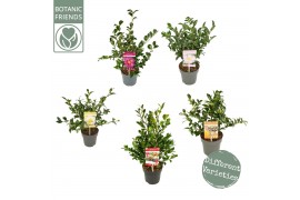 Camellia sasanqua mixlaag