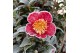 Camellia sasanqua mixlaag 