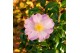 Camellia sasanqua mixlaag 