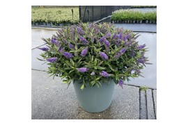 Hebe addenda gemengd in pot