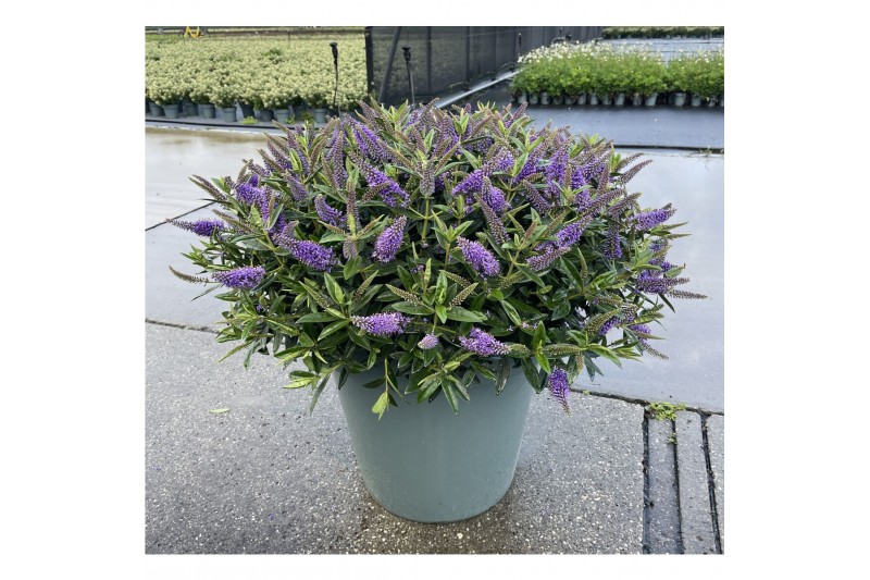 Hebe addenda gemengd in pot 