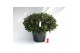 Hebe addenda gemengd in pot 