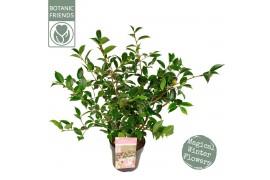 Camellia japonica strawberry swirl premium