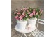 Camellia japonica strawberry swirl premium 