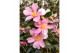 Camellia japonica strawberry swirl premium 