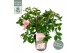 Camellia japonica strawberry swirl premium 