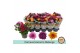 Chrysanthemum ind. mix carnaval mount aubisque autumn melange 
