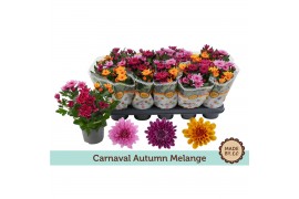 Chrysanthemum ind. mix carnaval mount aubisque autumn melange