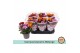 Chrysanthemum ind. mix carnaval mount aubisque autumn melange 