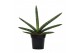Sansevieria cylindrica skyline 