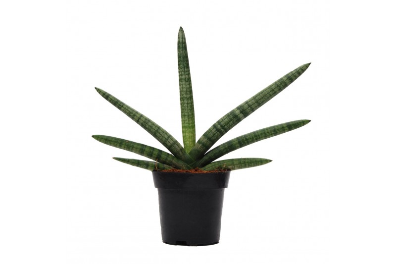 Sansevieria cylindrica skyline 