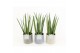 Sansevieria cylindrica in gaia keramiek 