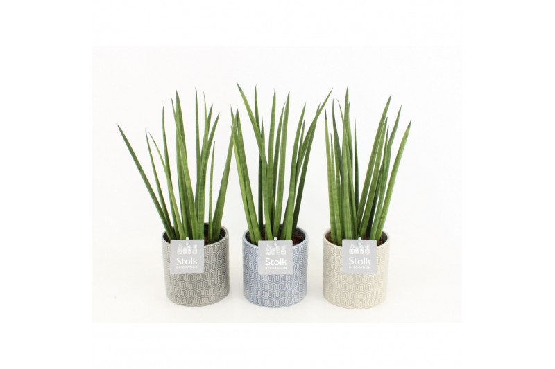 Sansevieria cylindrica in gaia keramiek 