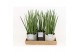 Sansevieria cylindrica in gaia keramiek 