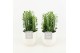 Euphorbia trigona in liv keramiek 