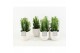 Euphorbia trigona in liv keramiek 