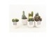 Cactus mix 6 soorten in liv keramiek 