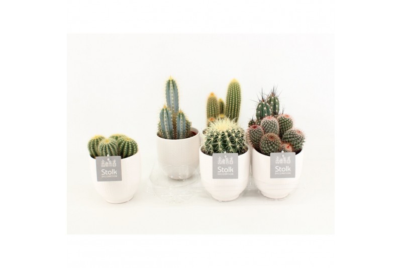 Cactus mix 6 soorten in liv keramiek 