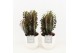Euphorbia trigona rubra in liv keramiek 