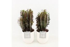 Euphorbia trigona rubra in liv keramiek