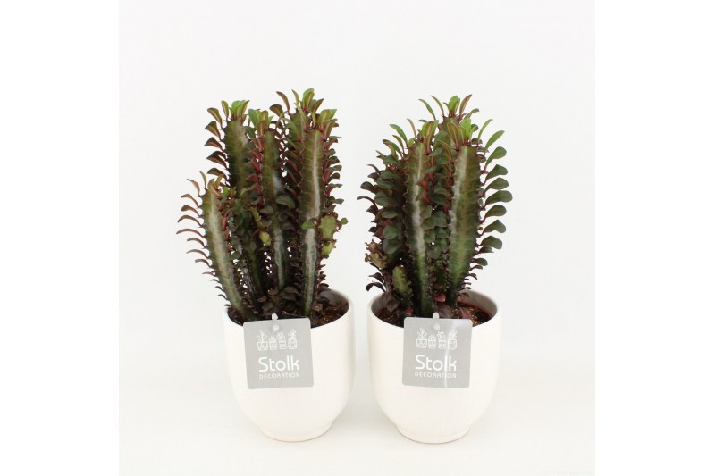 Euphorbia trigona rubra in liv keramiek 