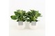 Philodendron in liv keramiek 