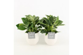 Philodendron in liv keramiek