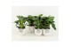 Philodendron in liv keramiek 