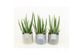 Aloe vera in gaia keramiek