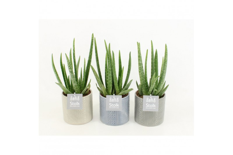 Aloe vera in gaia keramiek 