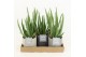 Aloe vera in gaia keramiek 