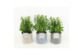 Euphorbia trigona in gaia keramiek