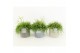 Rhipsalis in gaia keramiek 