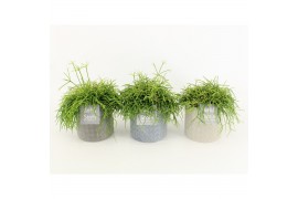 Rhipsalis in gaia keramiek