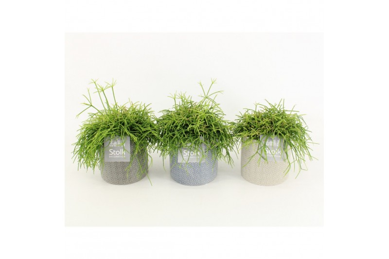 Rhipsalis in gaia keramiek 