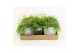 Rhipsalis in gaia keramiek 