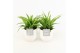 Chlorophytum lemon in liv keramiek 