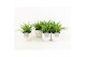 Chlorophytum lemon in liv keramiek 