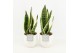 Sansevieria trifasciata futura superba in wit keramiek 