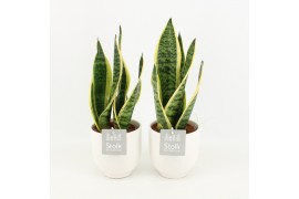 Sansevieria trifasciata futura superba in wit keramiek