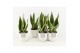 Sansevieria trifasciata futura superba in wit keramiek 