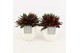 Peperomia caperata rosso in liv keramiek 