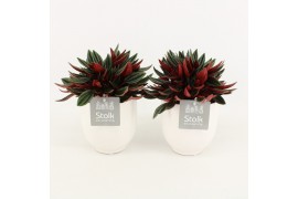 Peperomia caperata rosso in liv keramiek