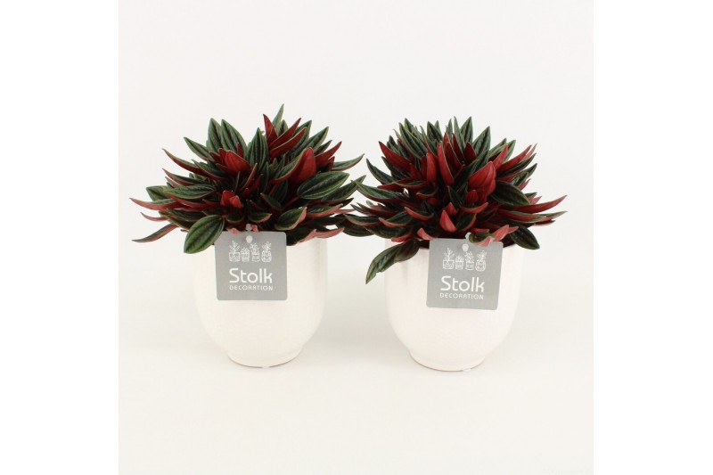 Peperomia caperata rosso in liv keramiek 
