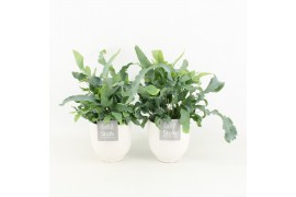 Phlebodium blue star in liv keramiek
