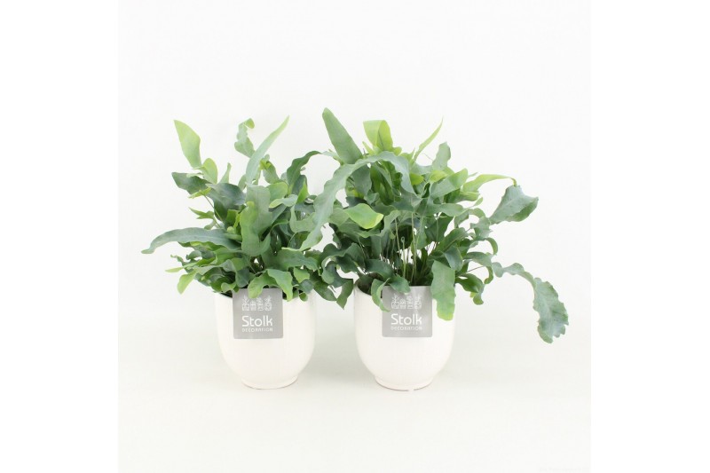 Phlebodium blue star in liv keramiek 