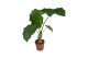 Alocasia portodora Alocasia Portodora 2 pp 