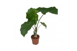 Alocasia portodora Alocasia Portodora 2 pp