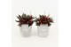 Peperomia caperata rosso in stone look pot 